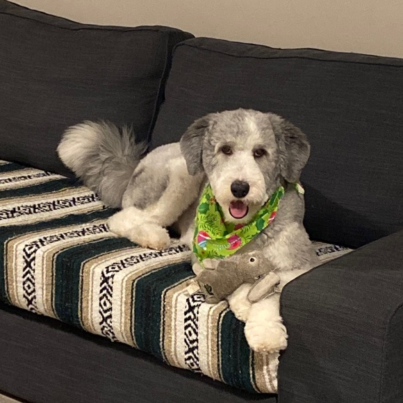 Meet your Posher, Dee - Picture 1 of 1